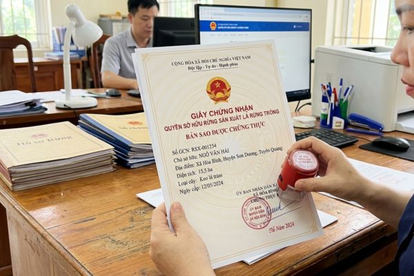 Chứng thực bản sao Giấy chứng nhận quyền sở hữu rừng sản xuất là rừng trồng